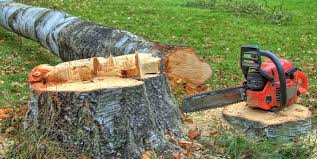 Best Stump Grinding and Removal  in Angwin, CA