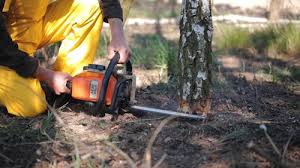 Best Root Management and Removal  in Angwin, CA
