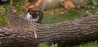 Lawn Maintenance Plans in Angwin, CA
