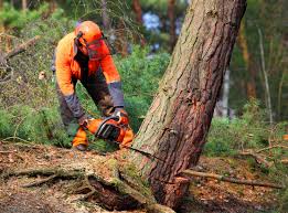 Best Weed Control  in Angwin, CA