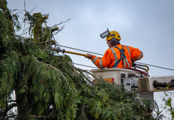 Best Emergency Tree Removal  in Angwin, CA