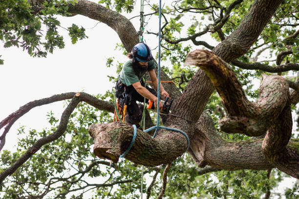 Best Utility Line Clearance  in Angwin, CA