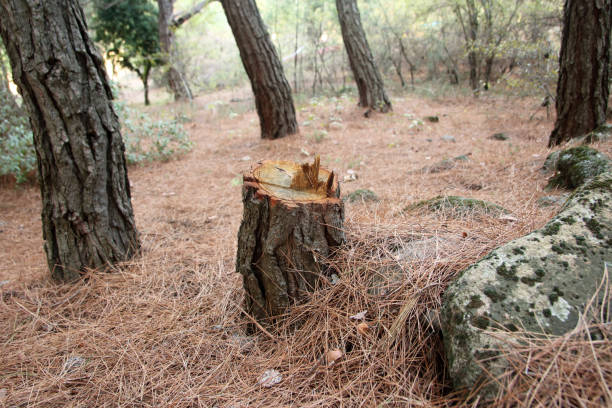 Reliable Angwin, CA Tree Care Solutions