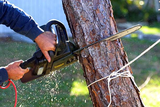 Best Arborist Consultation Services  in Angwin, CA