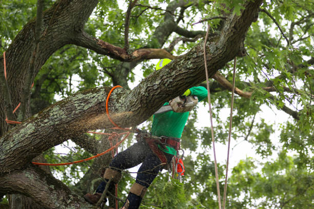 Best Tree Cabling and Bracing  in Angwin, CA