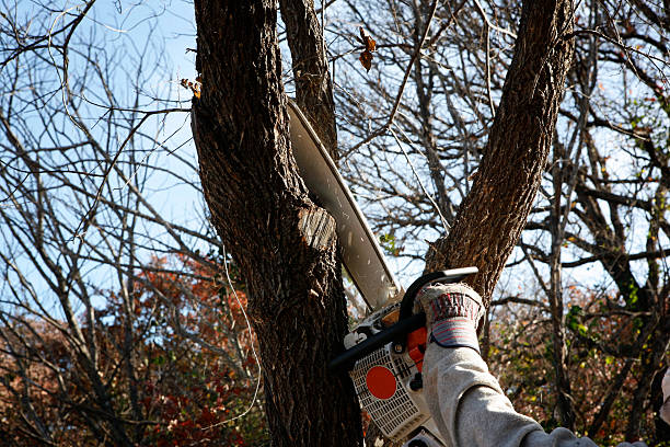 Best Tree Disease Treatment  in Angwin, CA