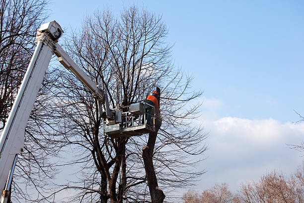 Best Storm Damage Tree Cleanup  in Angwin, CA