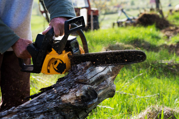 Best Hedge Trimming  in Angwin, CA