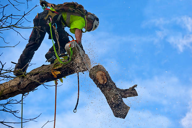 Lawn Renovation and Restoration in Angwin, CA