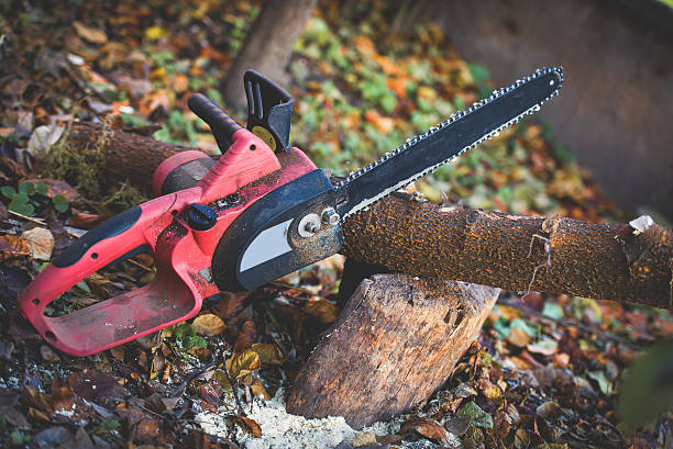  Angwin, CA Tree Care Pros