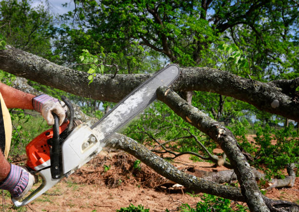 Best Lawn Renovation and Restoration  in Angwin, CA