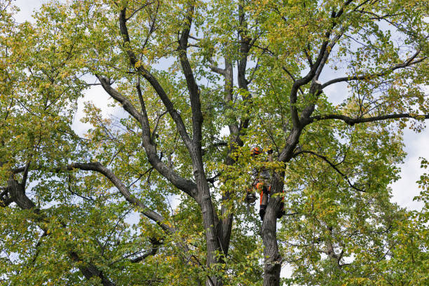 How Our Tree Care Process Works  in  Angwin, CA