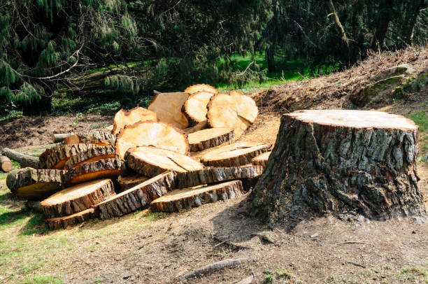 Best Landscape Design and Installation  in Angwin, CA